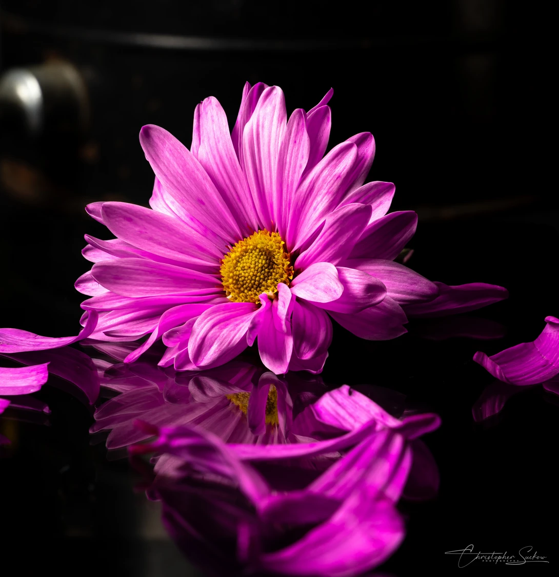 View 77da62a9b32a0a03487f7a2cef5dce19.jpg by Christopher Suckow