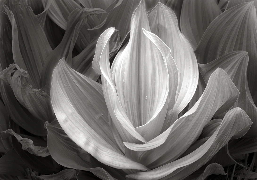 View e90f2e672f18c6c47351950da28a2999.jpg by Nathan McCreery