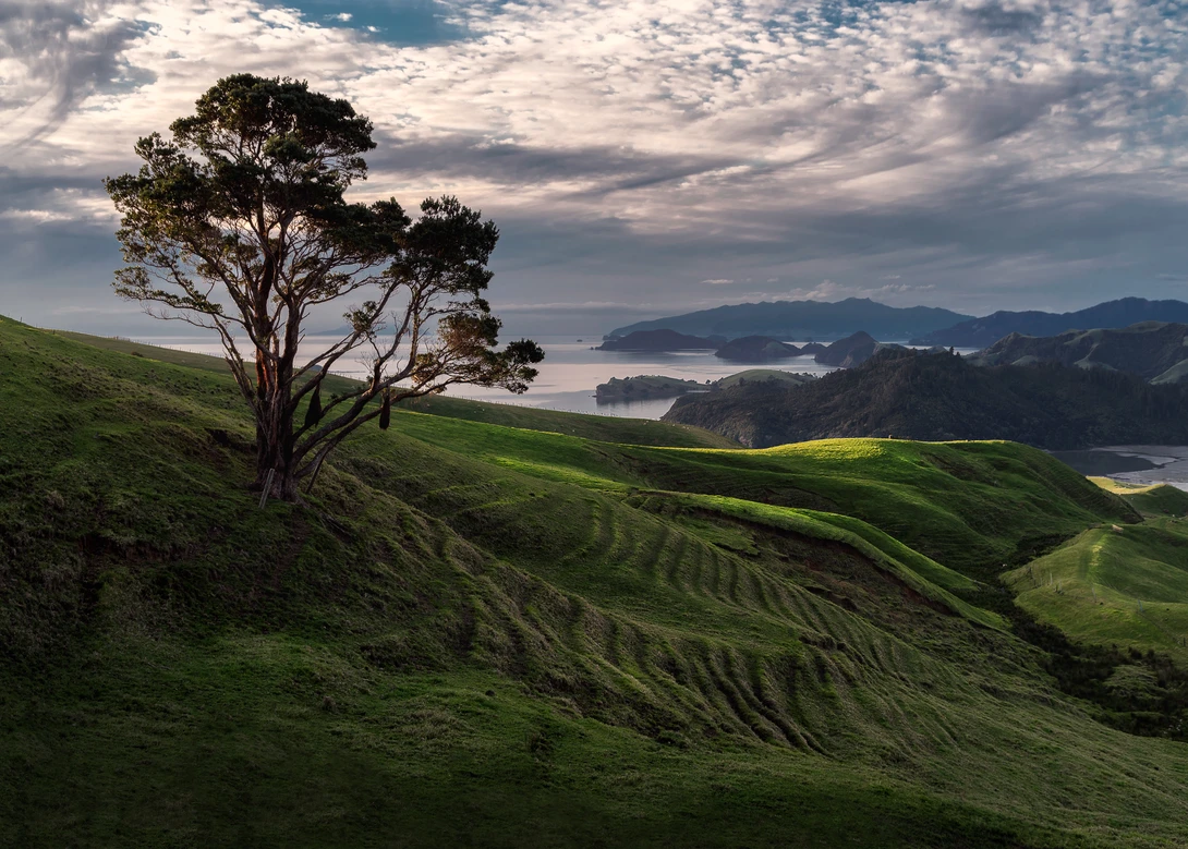 View The Coromandel's Lone Tree by Ryan Hill