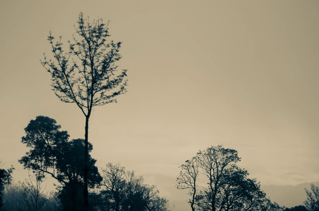 View Chikmagalur Hill by Vito Cagnazzo