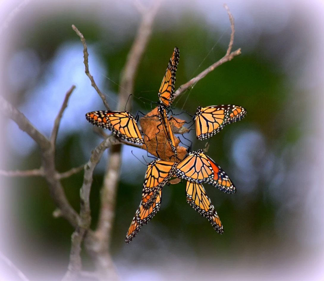 View Follow the Star by Pam Stewart