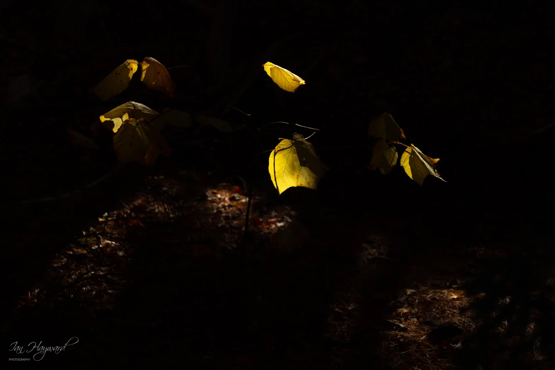 View Light and Shade by Ian Hayward