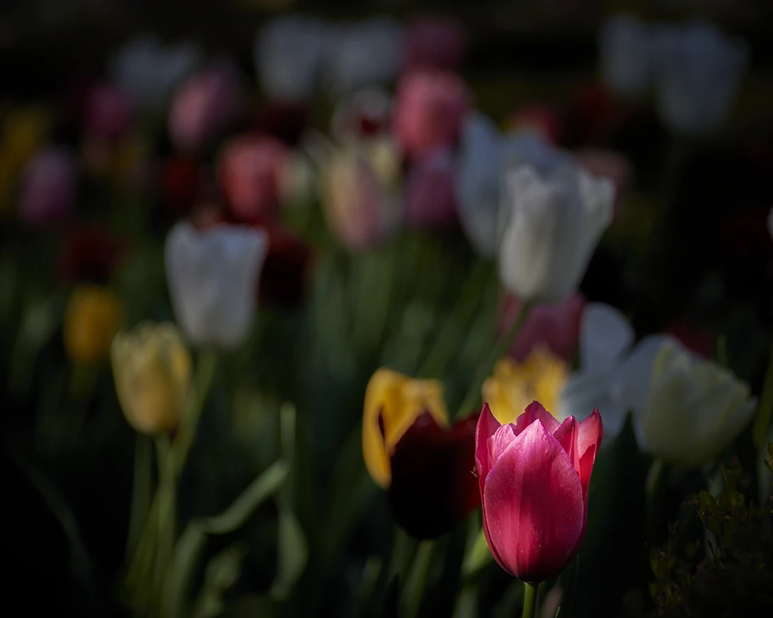 View Tulips of Spring by Frank Davis