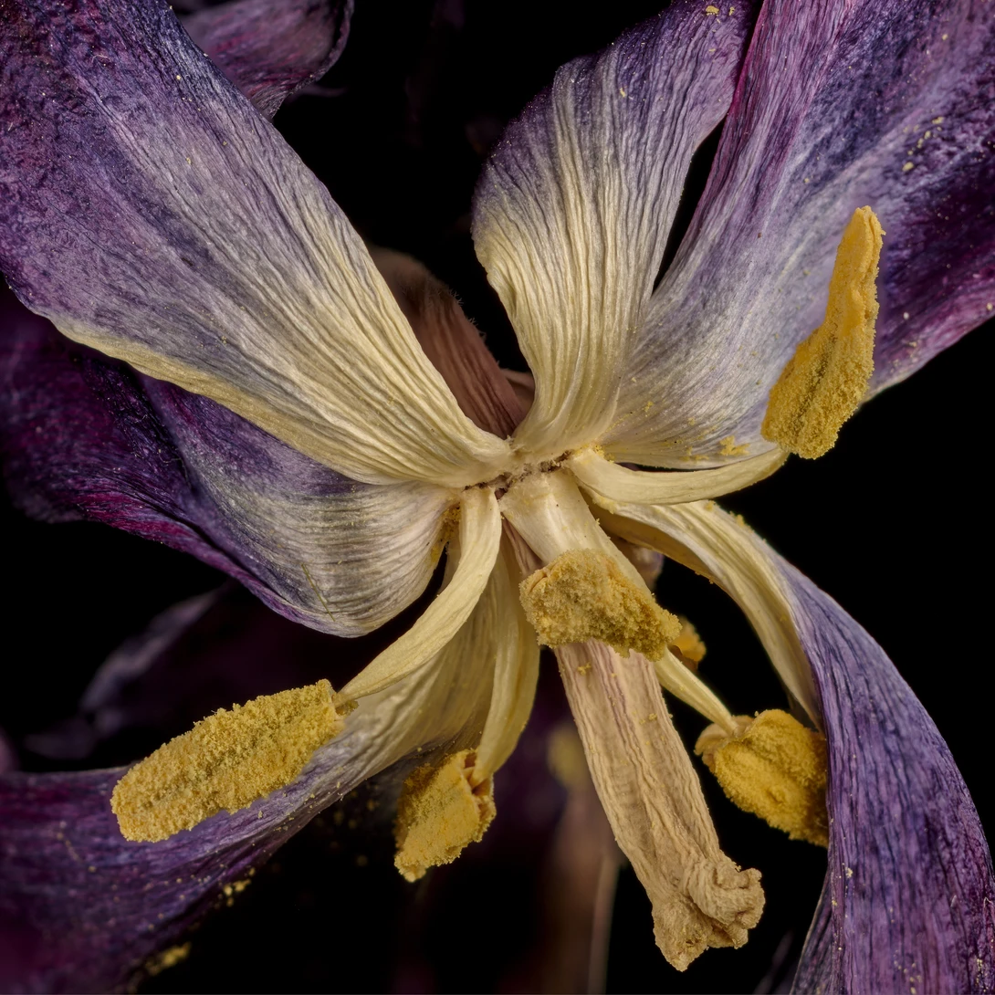 View Last Gasp of the Tulip by Frank Davis