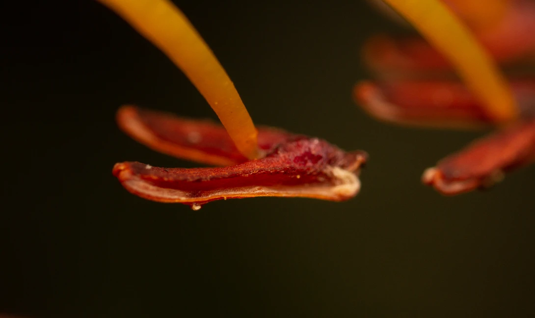 View Empty Stamen head by Lian van den Heever