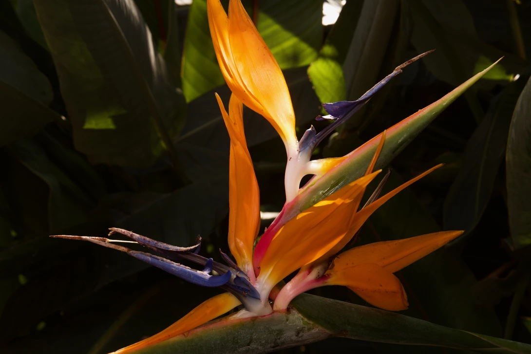 View Strelitzia by Lian van den Heever
