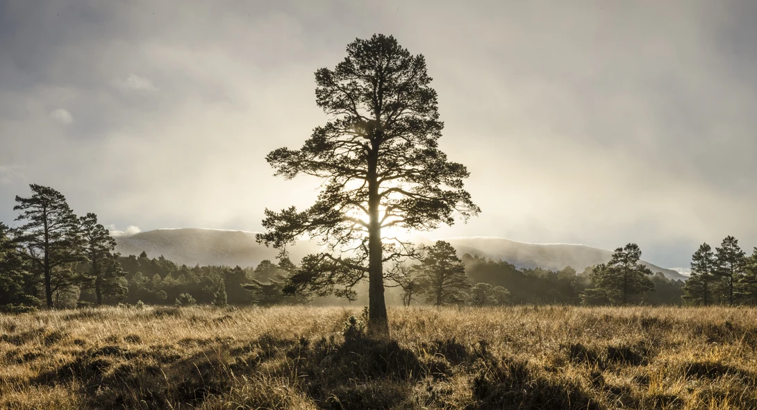 View Old Faithful - Golden Pine by David Russell