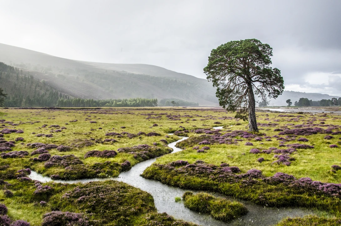 View Glen Feshie by David Russell
