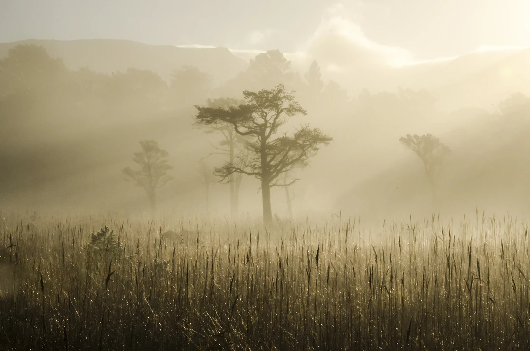 View The Clearing by David Russell
