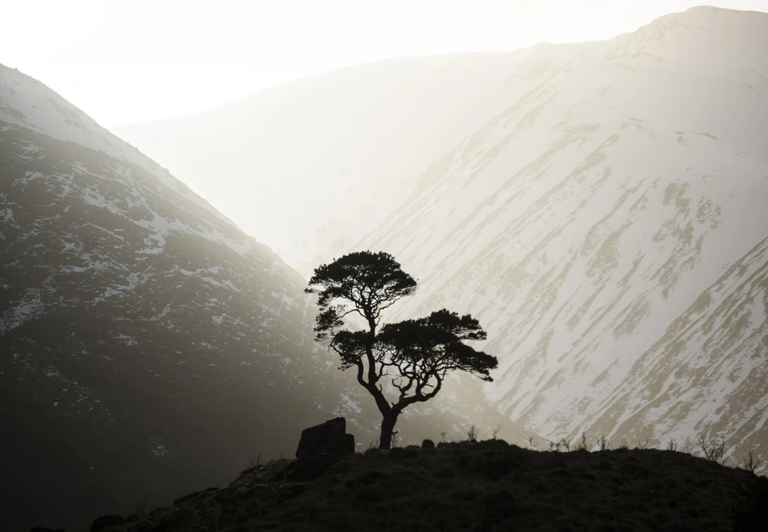 View The Nevis Pine by David Russell