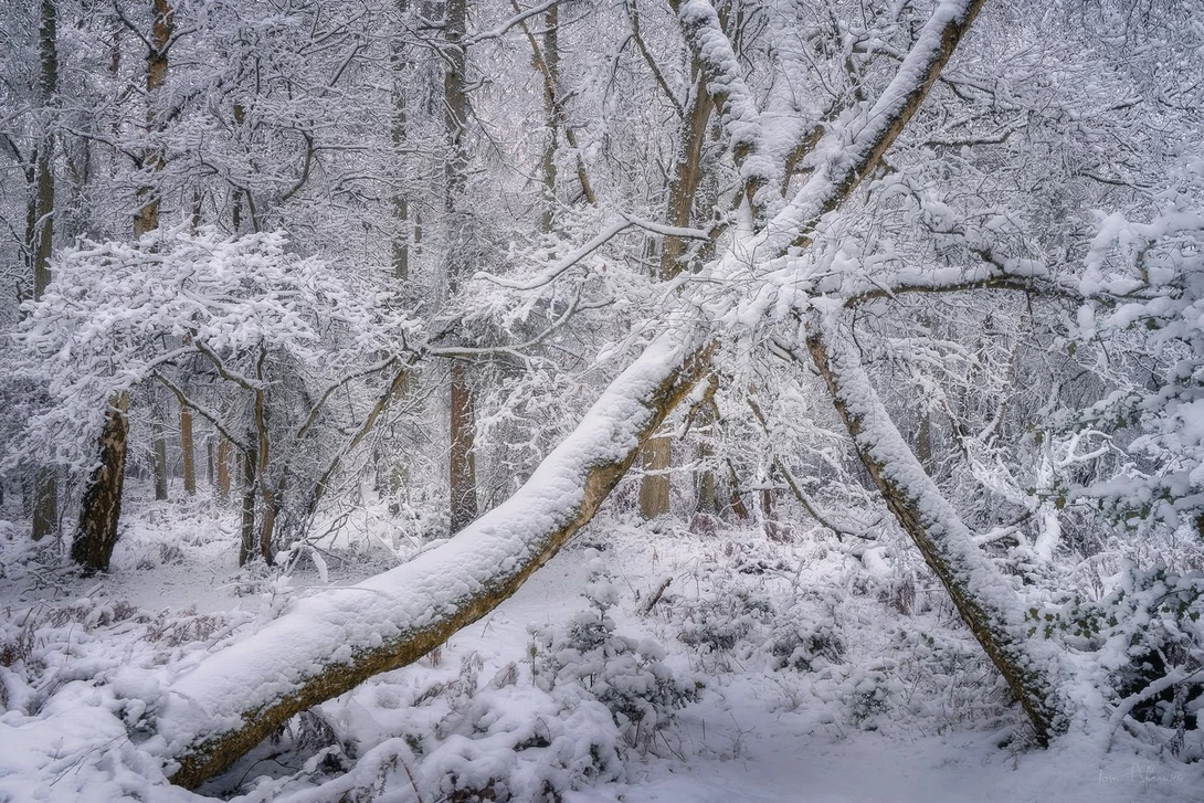 View Winter Wonderland - X marks the spot by Tom Athawes