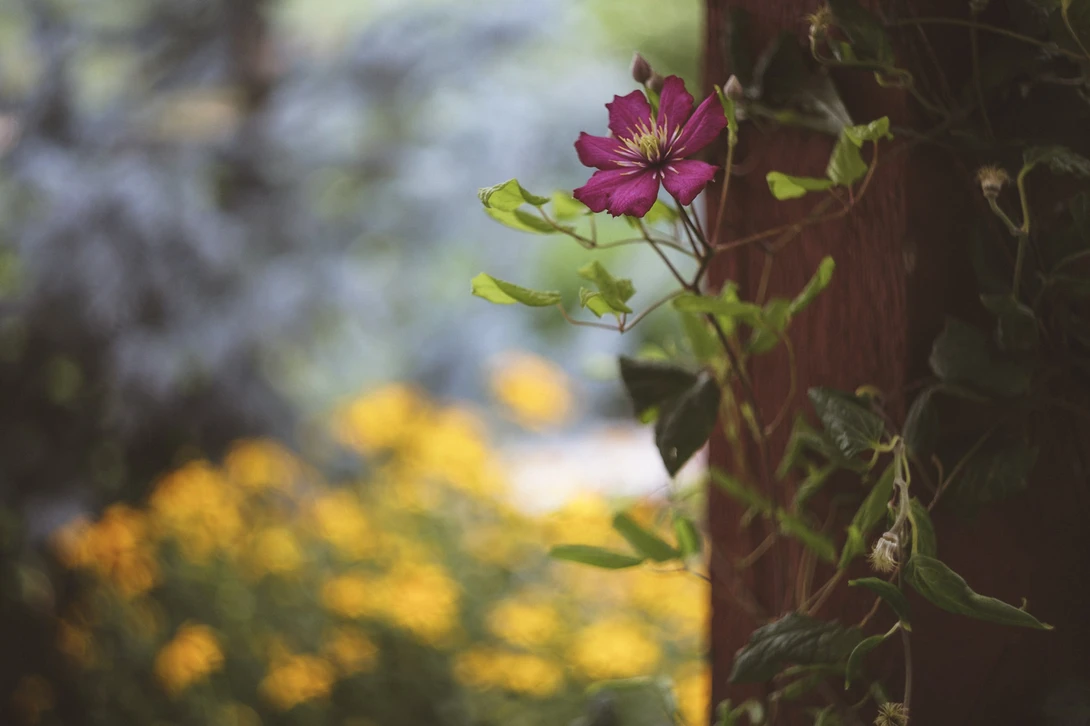 View c6e654e791385ce01ab701efb7fa63e0.jpg by Matt Hooker