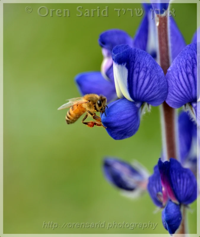 View A bee on a lupin by Oren Sarid