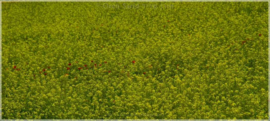 View Poppies in a mustard field by Oren Sarid