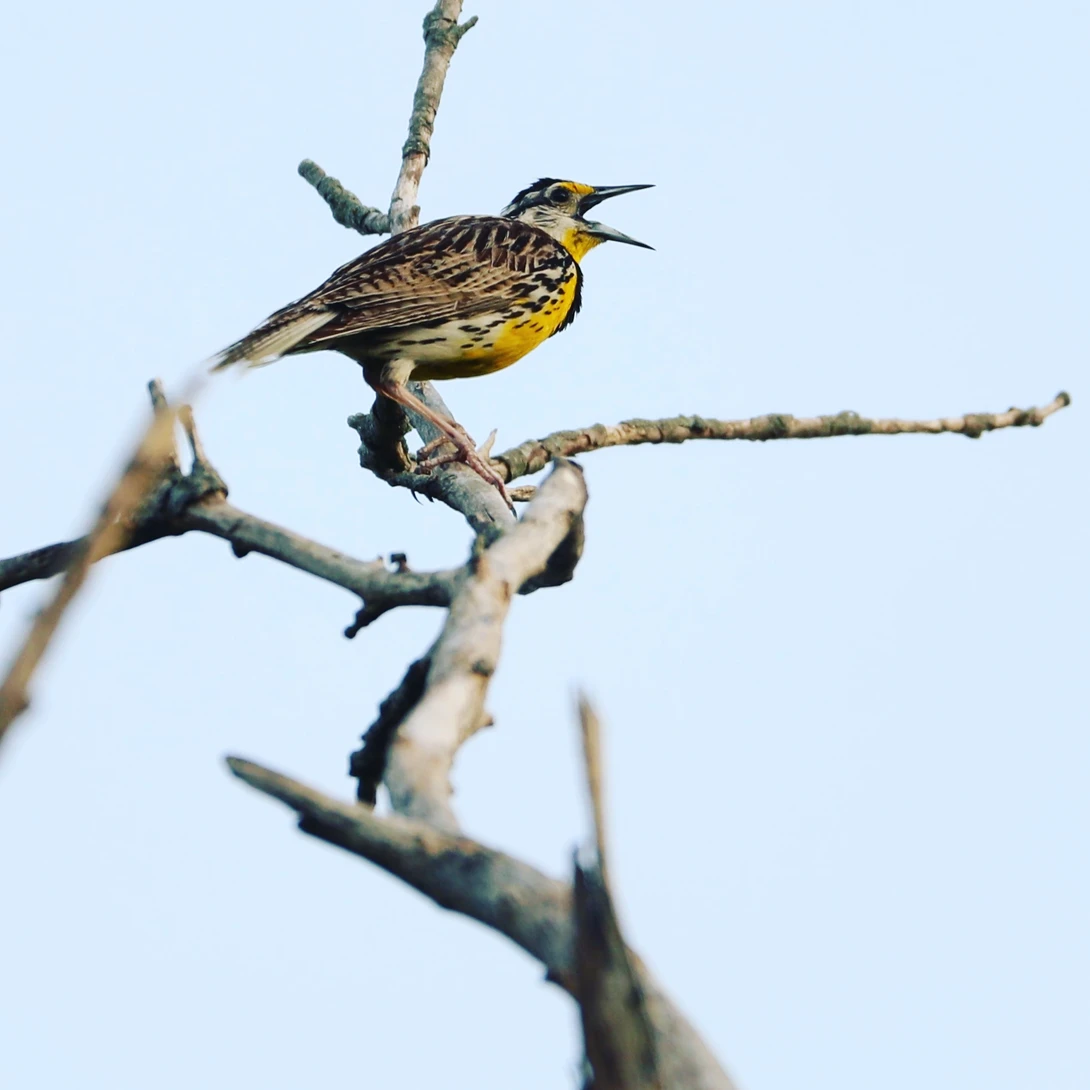 View MEADOW LARK by John Callahan
