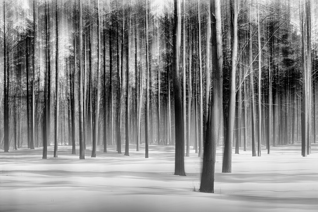 View Snow Pines by Alan Brown