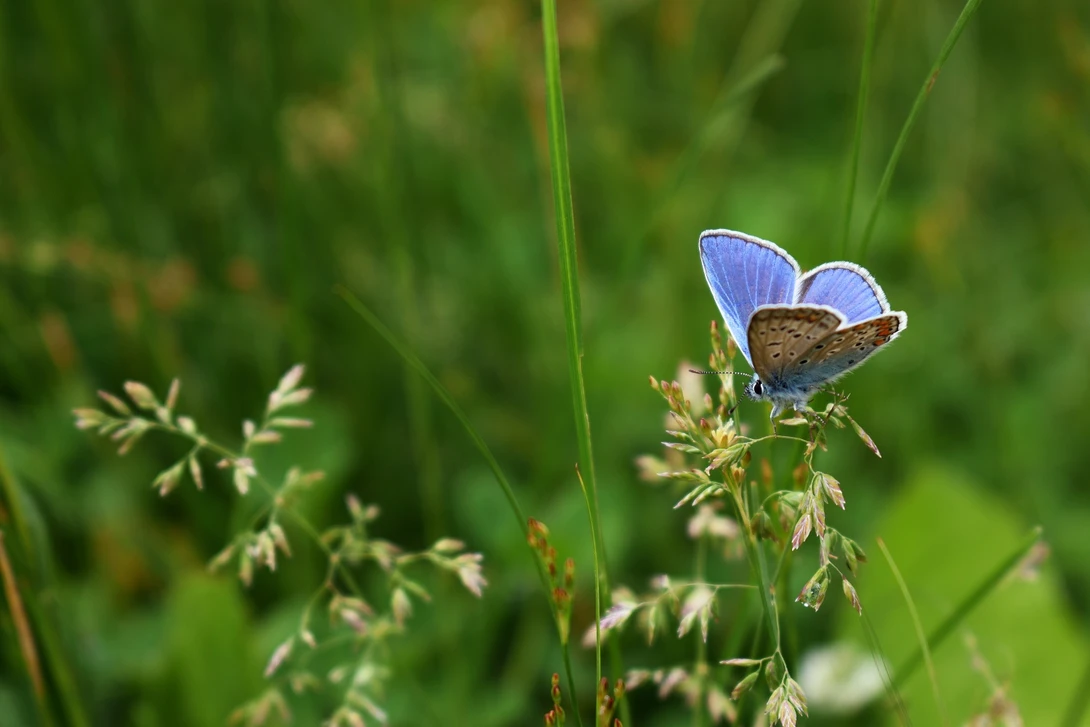 View Beautiful butterfly by Vlad Stetsenko