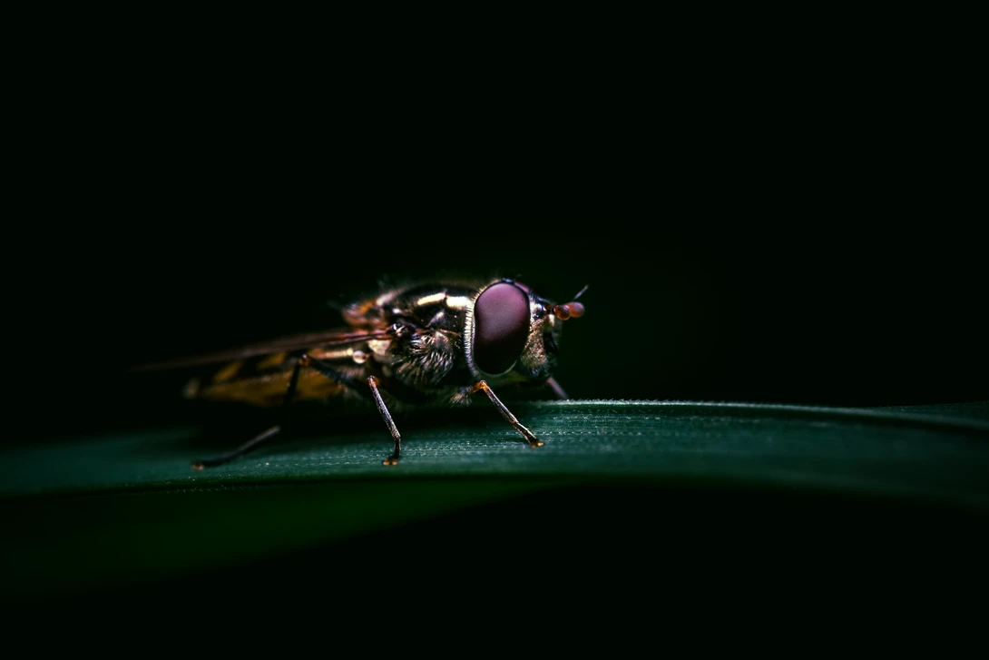 View Fly in the spotlight by Vincent Langen