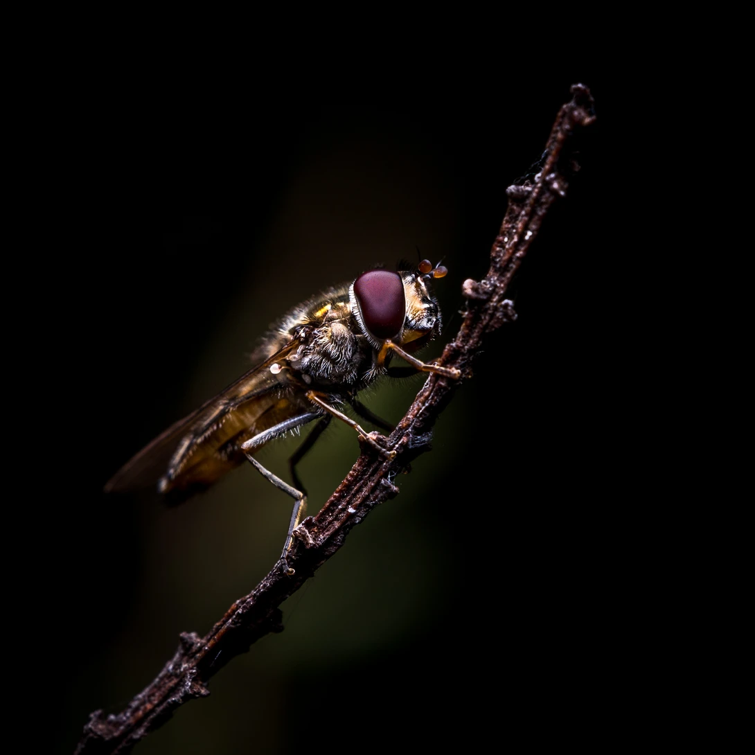 View In the spotlight by Vincent Langen