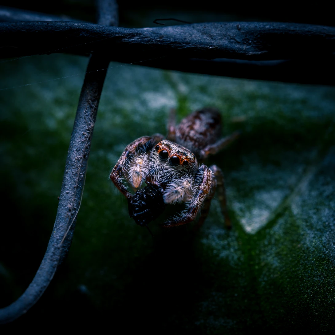 View Interrupting a feast by Vincent Langen