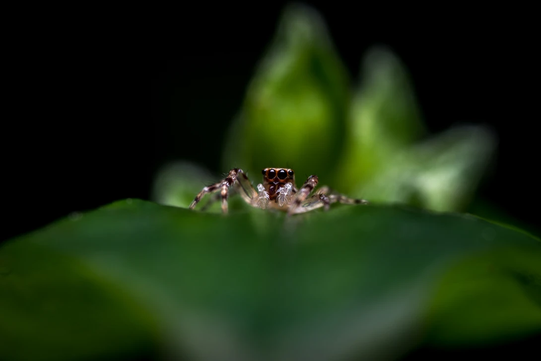 View Startled by Vincent Langen