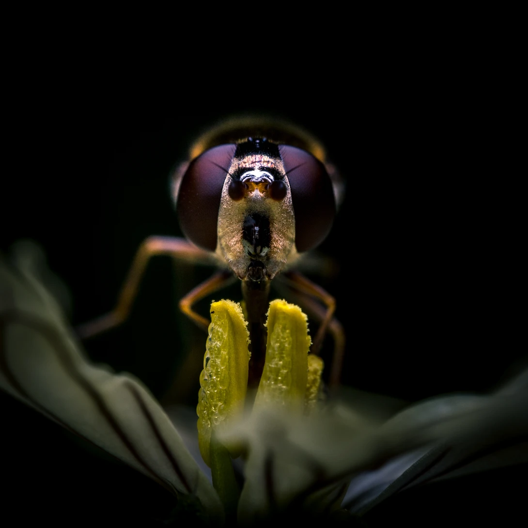 View Stare by Vincent Langen