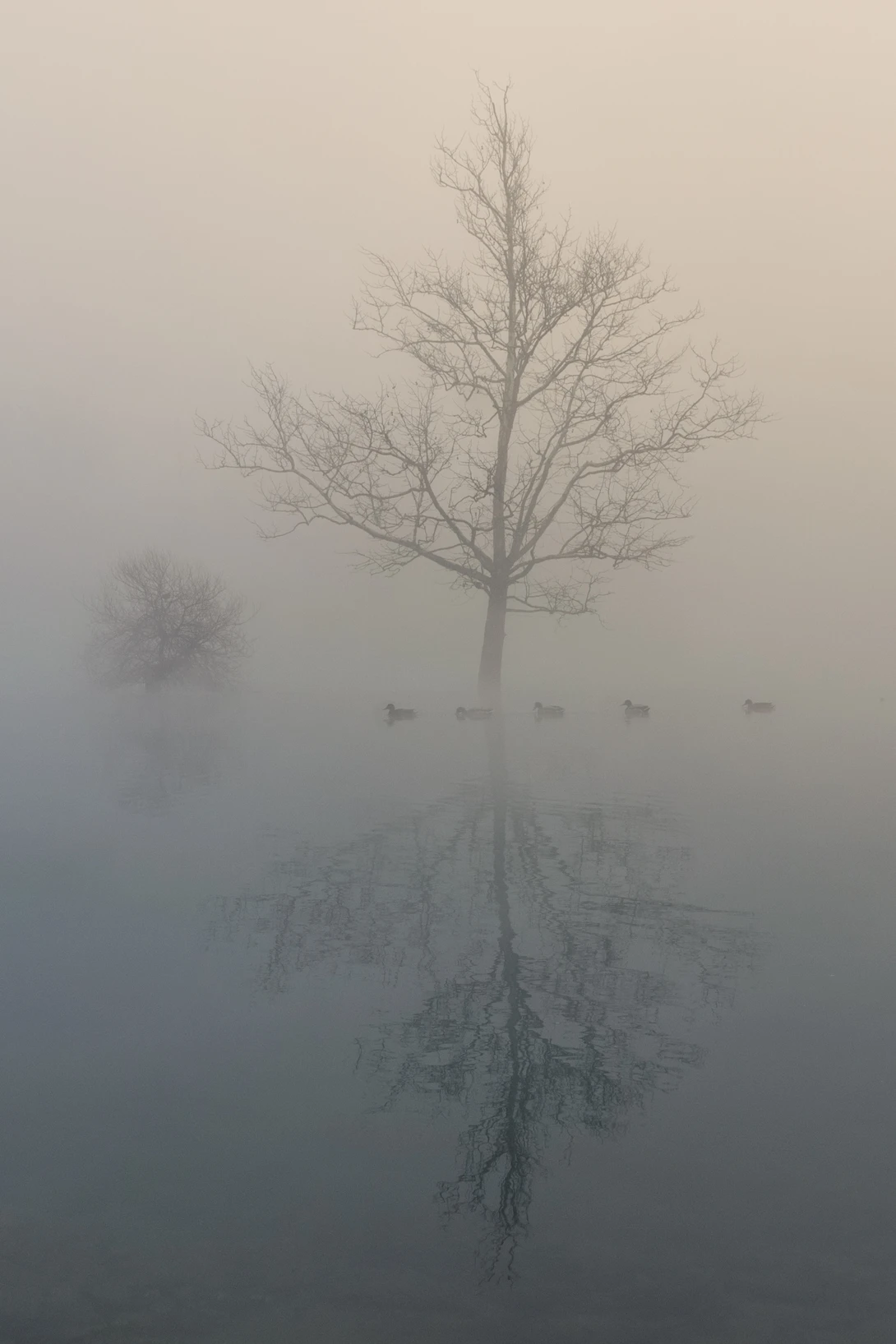 View Misty swimm by Denis Smajic