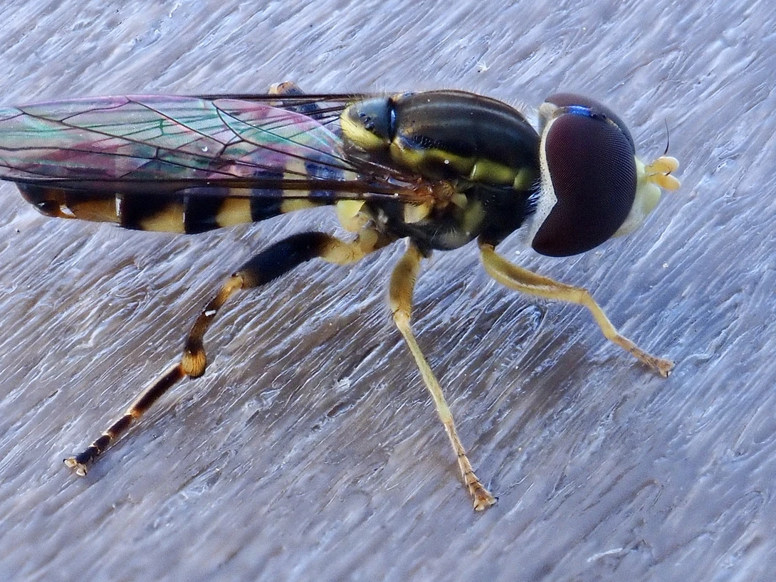 View Eastern Calligrapher Fly by James McDermott