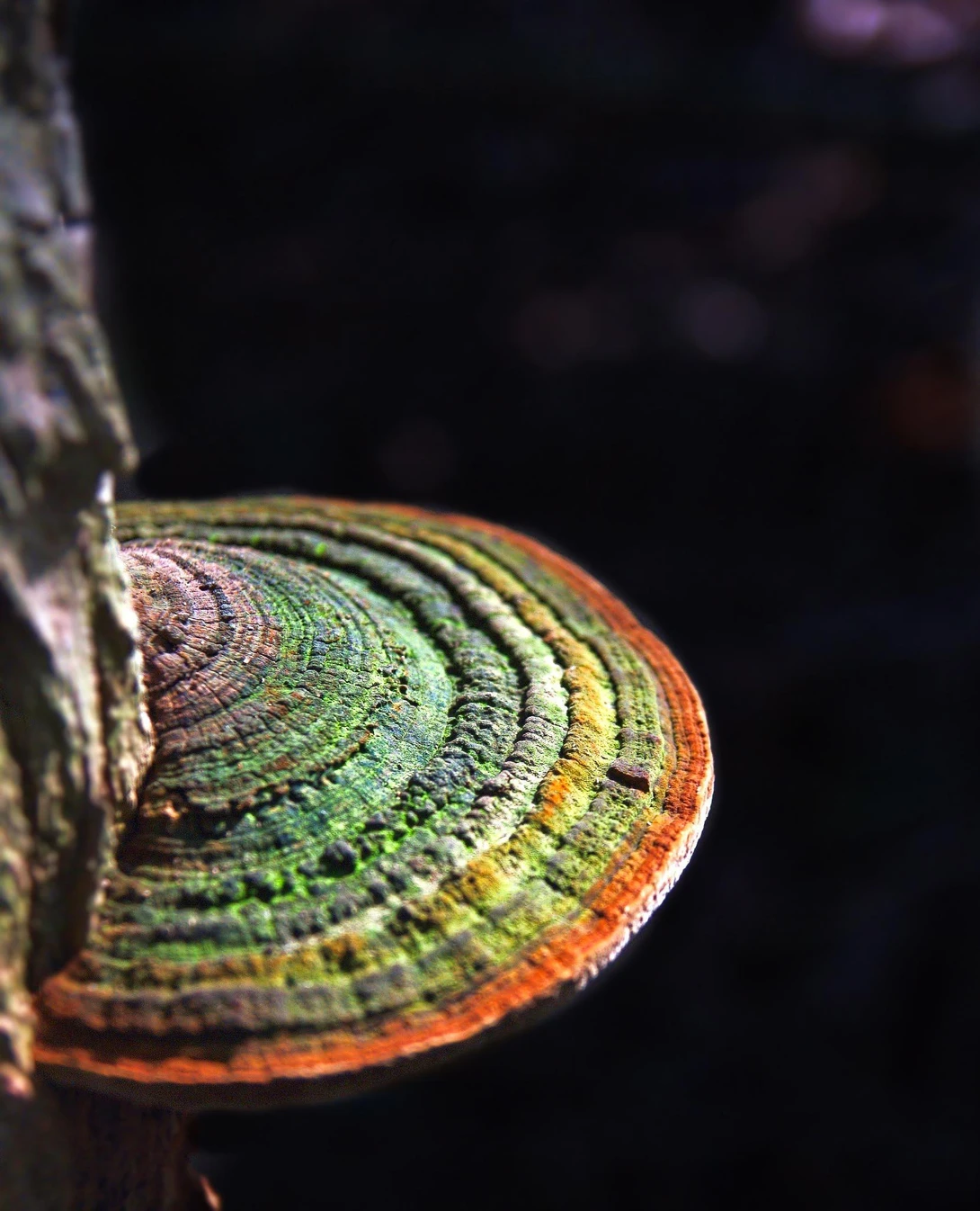 View 86172f0e20772c98667612d33f99c0fe.jpg by Ruth Carll