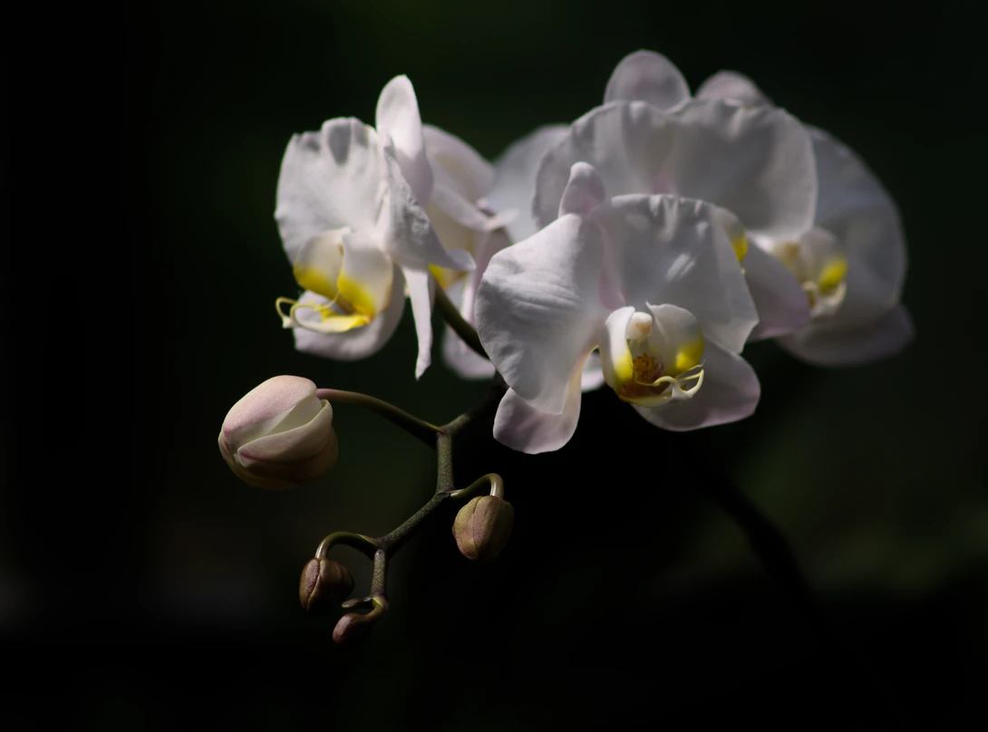 View 11c3e667e7d97c33c05879e52d8ed71f.jpg by Ruth Carll