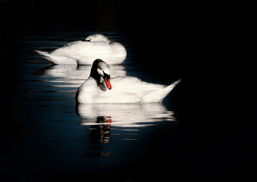 View a9ed462933a07b6838c2d884e76b84d1.jpg by Ruth Carll