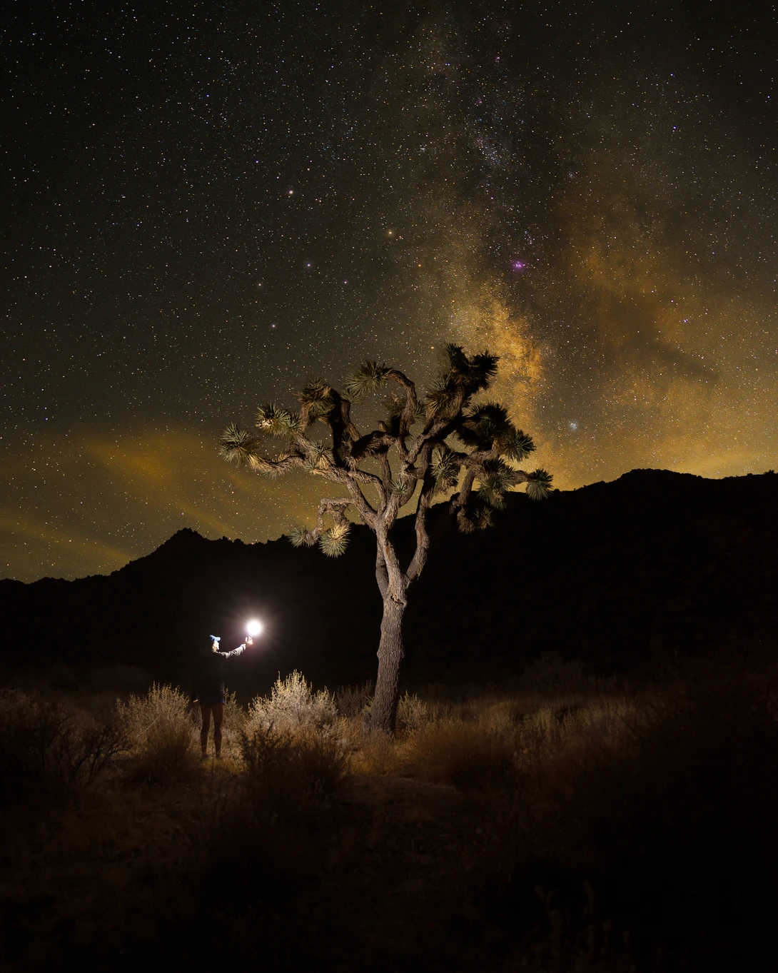 View Joshua Tree National by Evan Carpenter