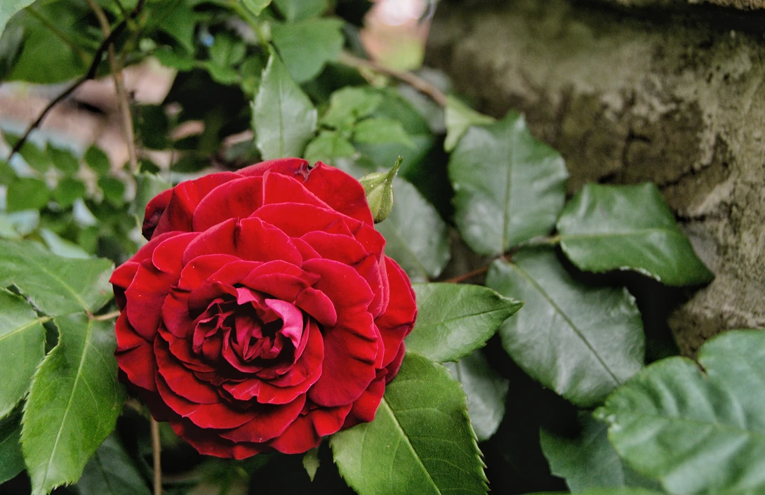 View Dark Rose by Garrett Cox