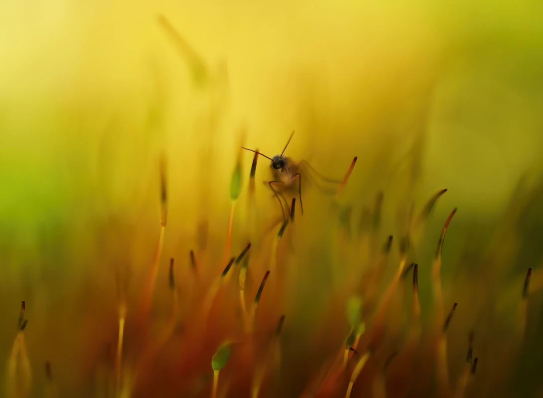 View The fly by Sandra McCabe
