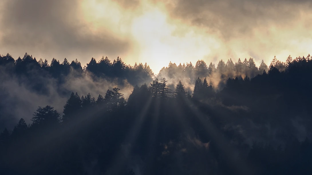 View Intense by Ray Zee