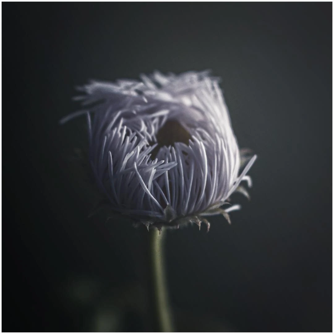 View Robin's Plantain by Daniel Frost