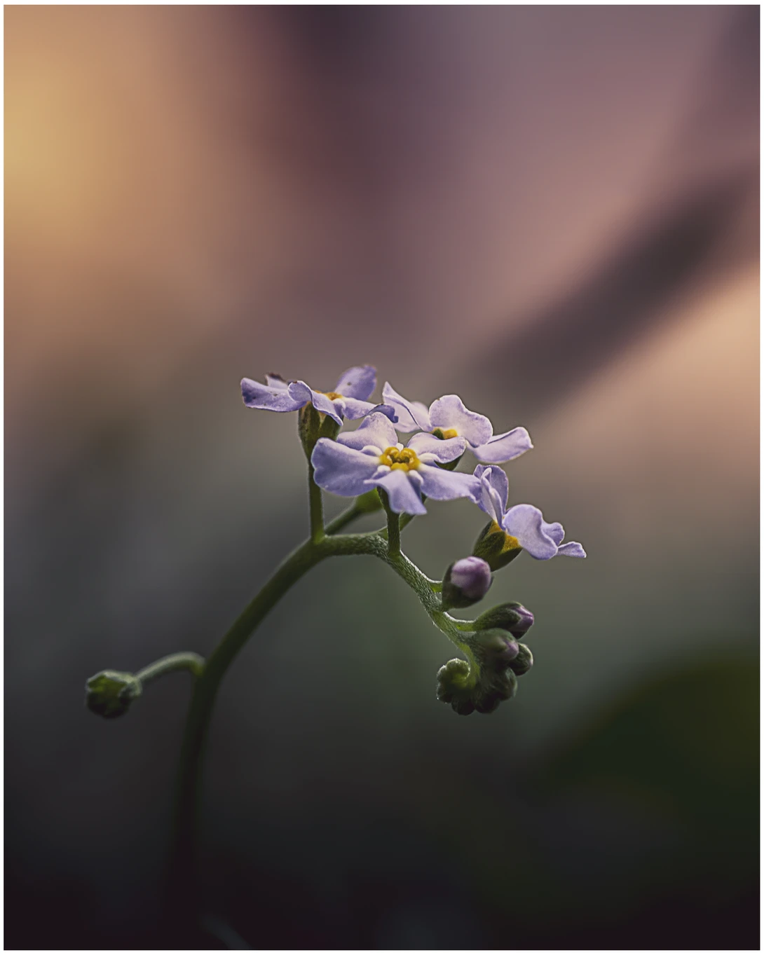 View Forget Me Not 1 by Daniel Frost