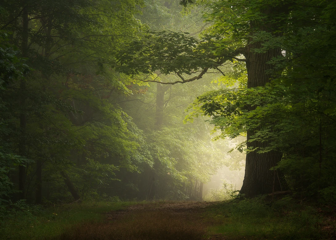 View Foggy Woodland by Daniel Frost