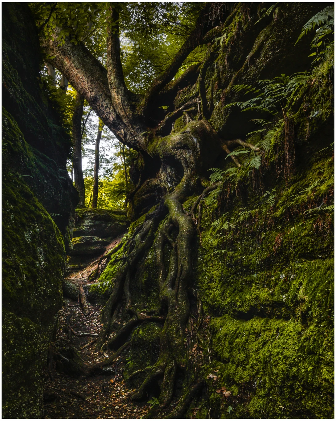 View Untitled 2Nelson Kennedy Ledges State Park by Daniel Frost