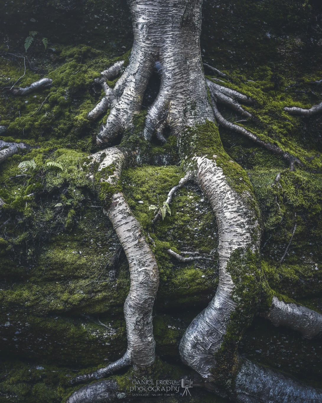 View Yellow Birch Roots by Daniel Frost
