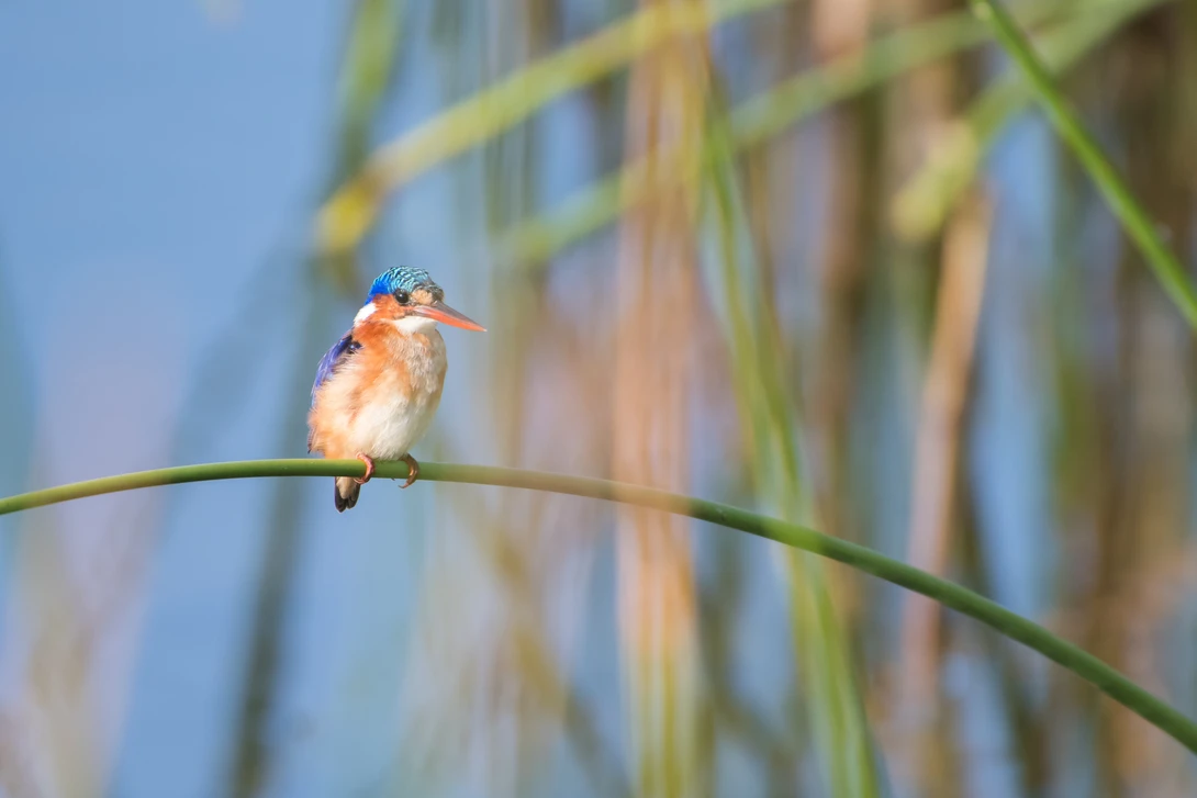 View Malachite kingfisher by Carel van Huyssteen