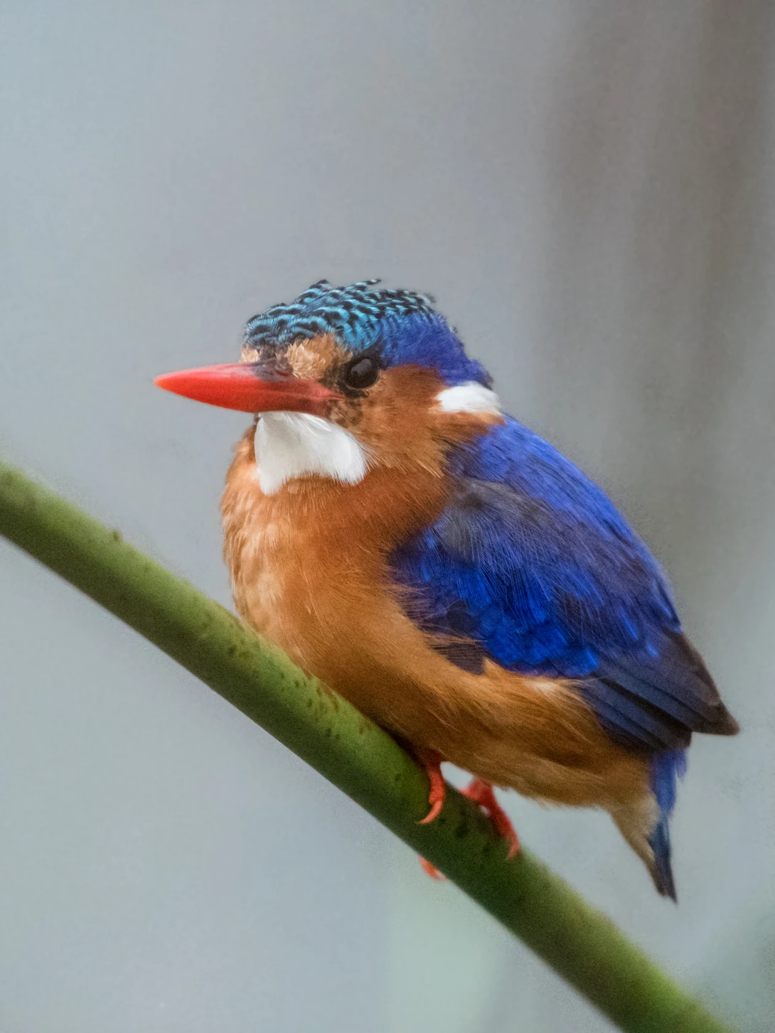 View malachite kingfisher (Corythornis cristatus) by Carel van Huyssteen