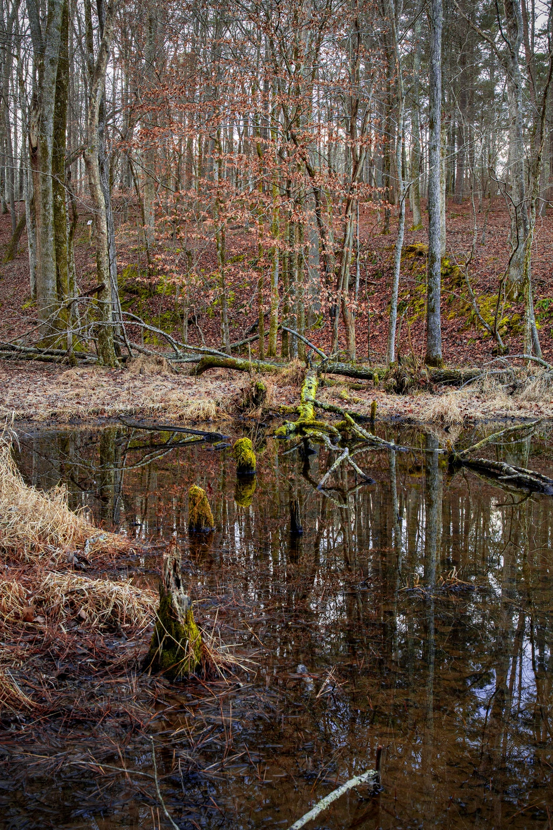 View 075ce8950477a5e2725a7f8f753e29e9.jpg by John Pless