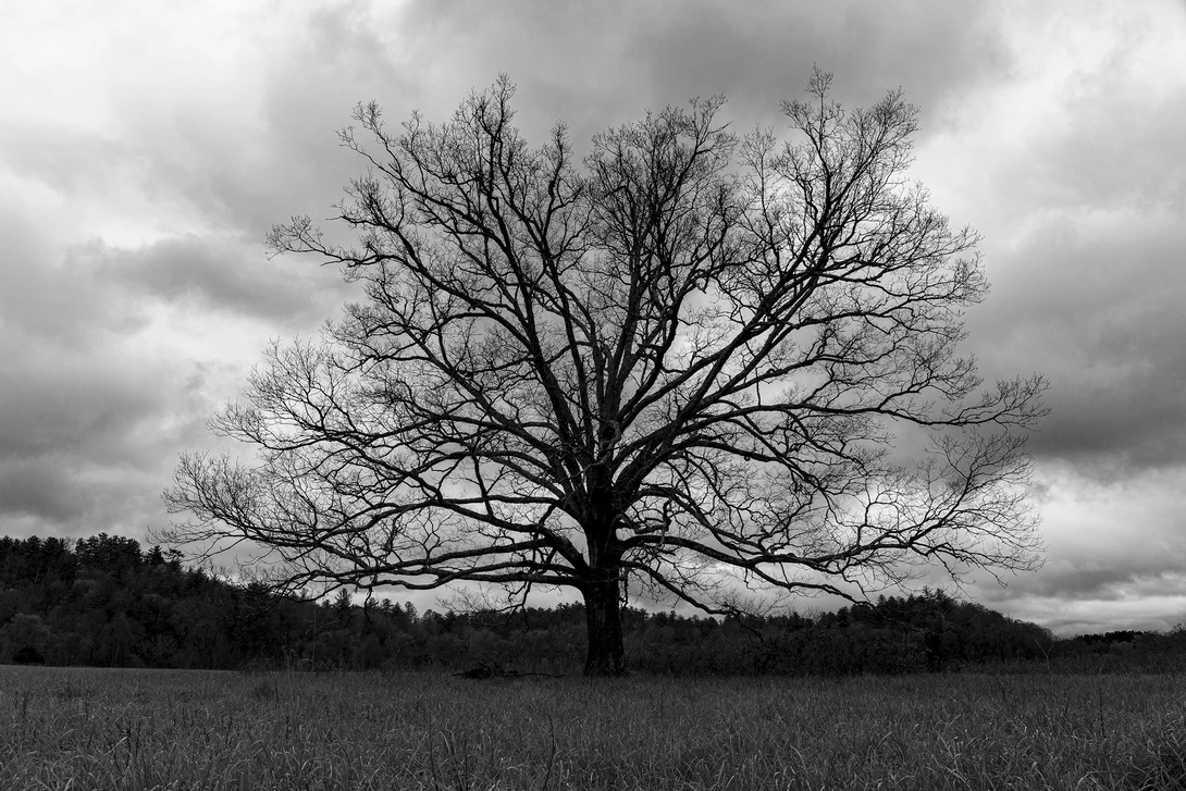 View 6494a0ec556772d6b46c3eba5d9b1ab2.jpg by John Pless