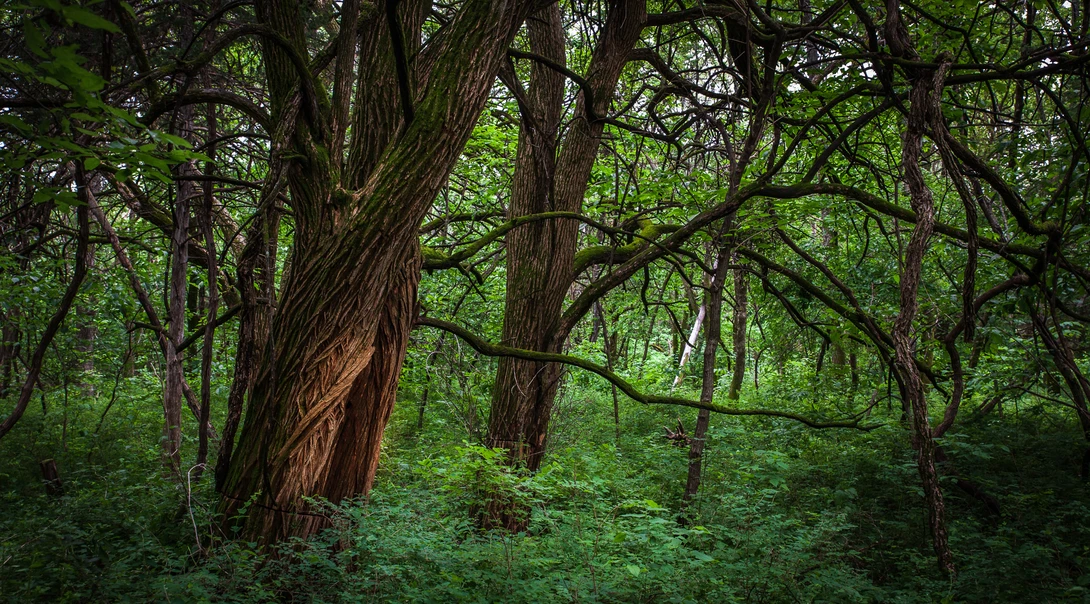 View a1e77b3c4d0e1161088e41eb14a33b71.jpg by Brian G