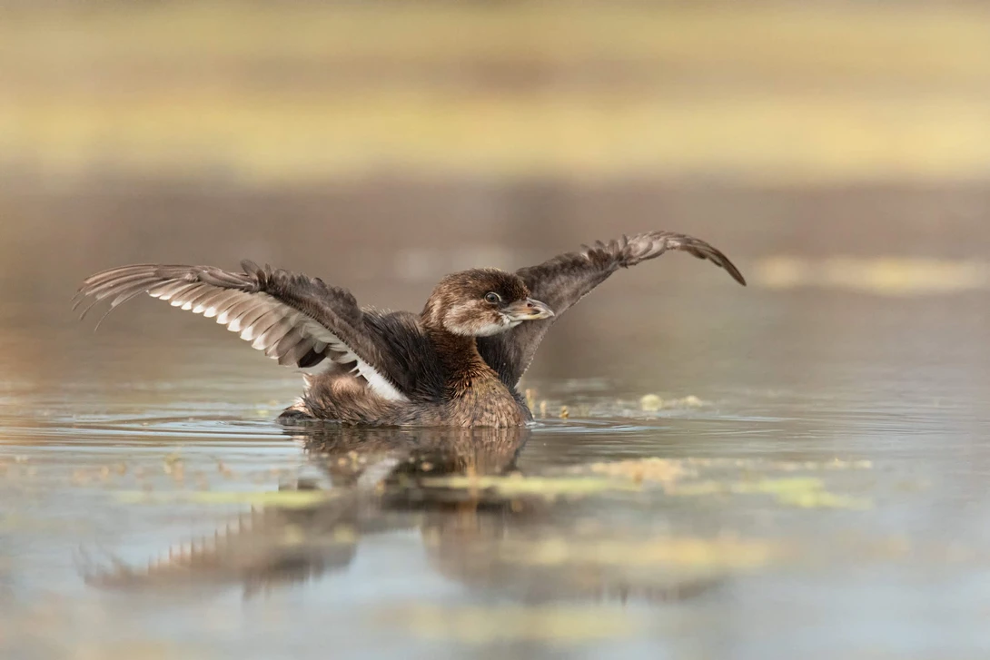 View Pied Billed Grebe - Stretching His Wings by Kyle Rohlfing