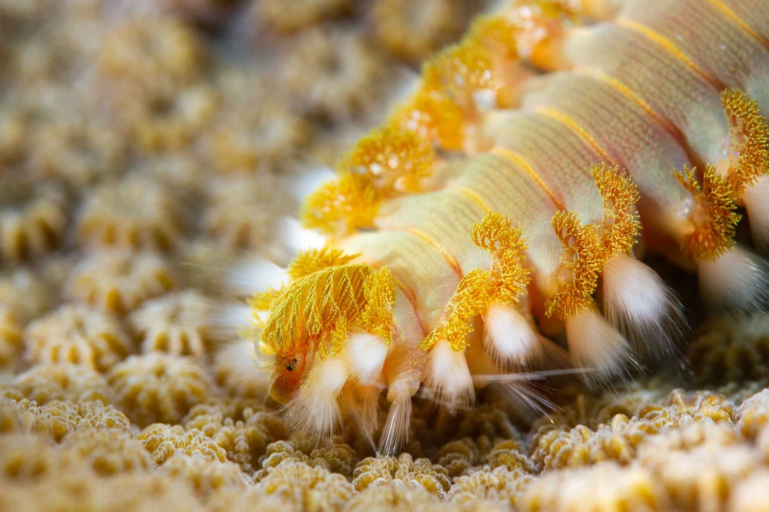 View Bristleworm Fireworm Macro by Kevin Risner