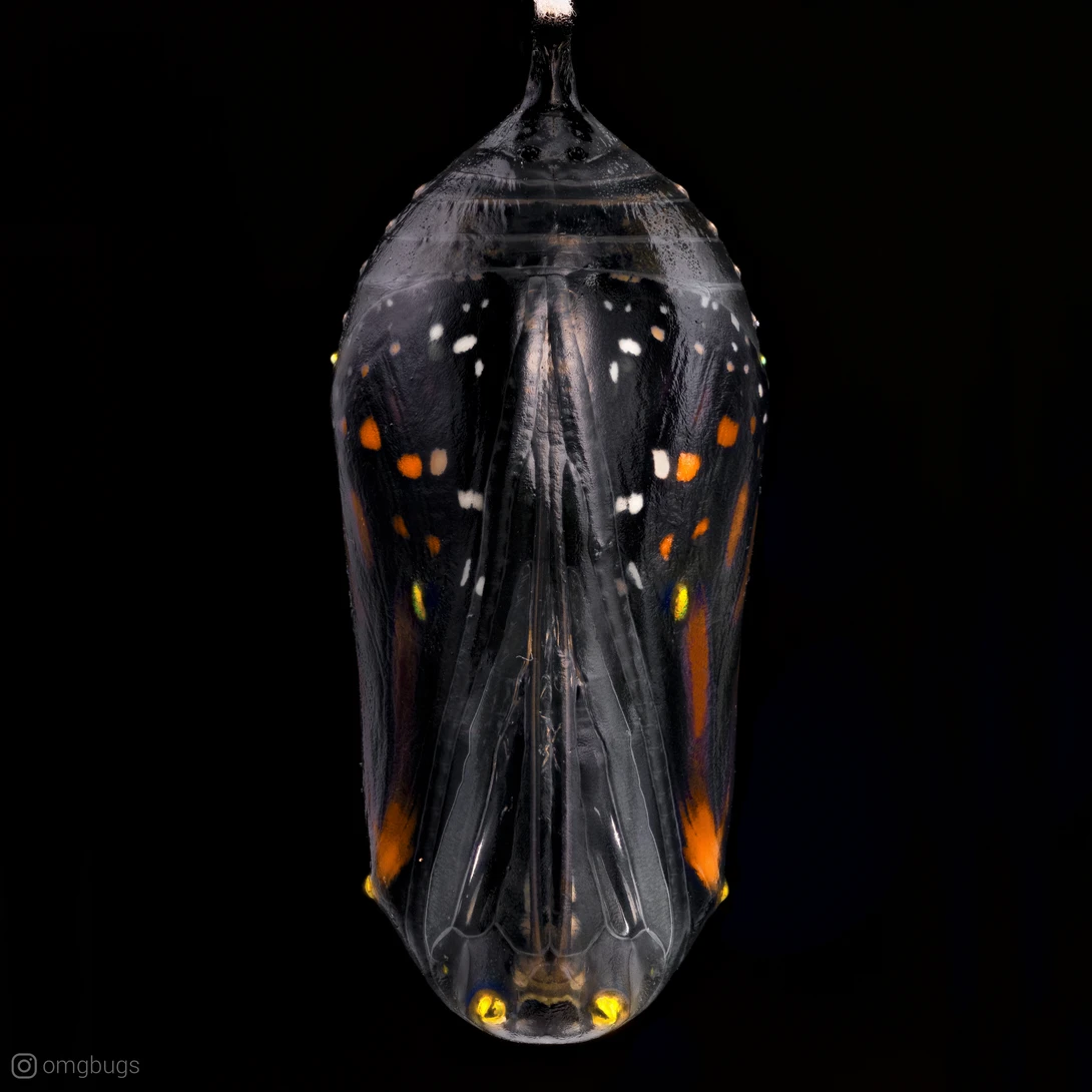 View The Emergence by Alberto Alanis