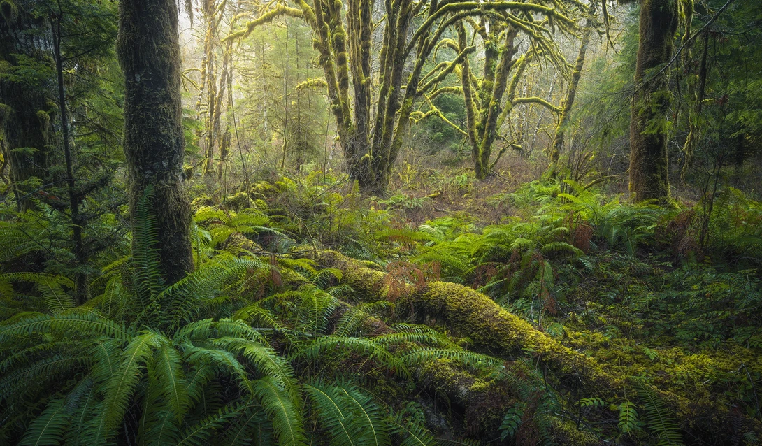 View Mossy Grove by Eric Thiessen
