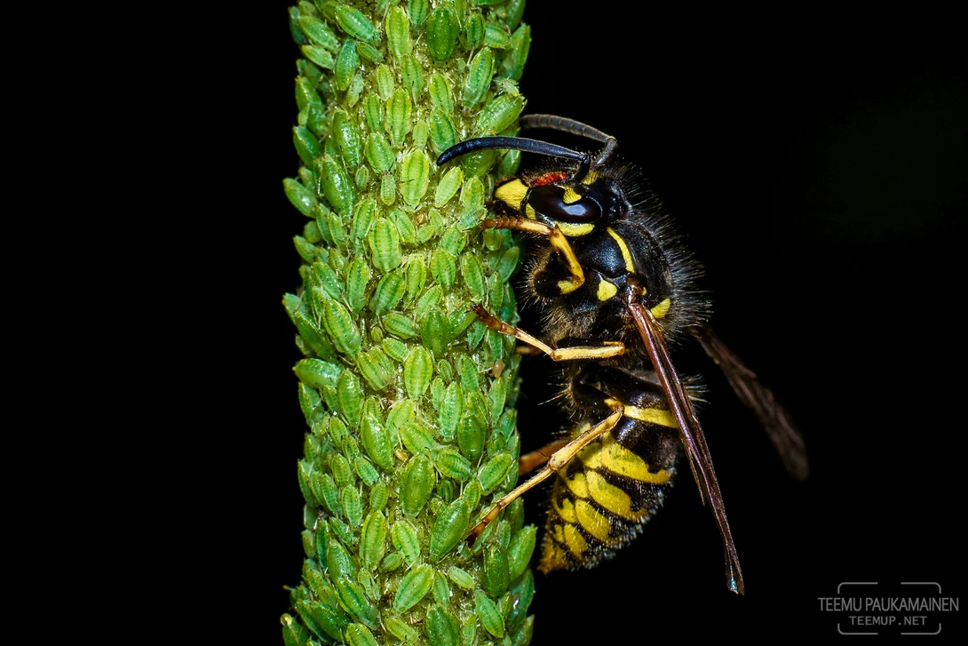 View Wasp (2016/07/27) by Teemu Paukamainen